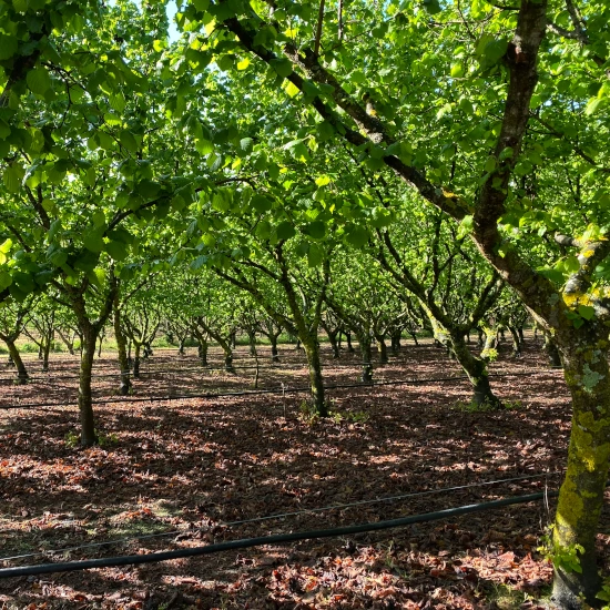 Orchard Maintenance