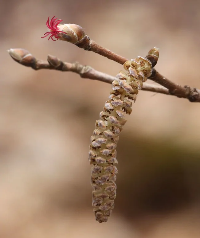 Varieties & Pollination