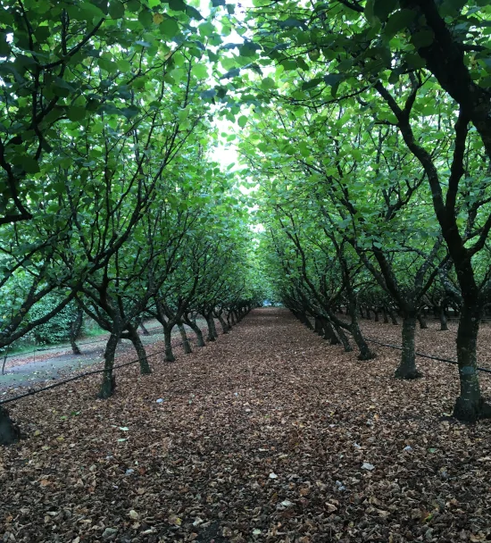 Our Orchard