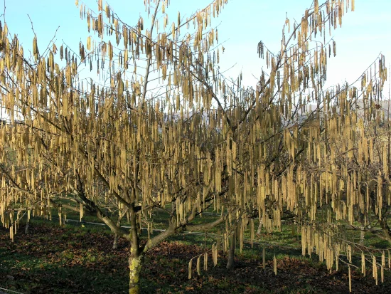 Tree Spacing and Planting